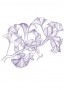 Páfrányfenyő (Gingko biloba – Ginko) Findhorn Virágeszencia 15ml.