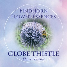 Globethistle Findhorn Flower Essence 15ml.