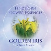   Sárga nőszirom (Iris pseudacorus – Golden Iris) Findhorn Virágeszencia 15ml.