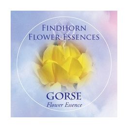   Sülzanót (Ulex europaeus – Gorse) Findhorn Virágeszencia 15ml. KIFUTÓ TERMÉK!