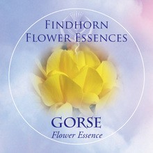 Gorse Findhorn Flower Essence 15ml.