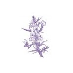 Gorse Findhorn Flower Essence 15ml.