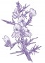 Sülzanót (Ulex europaeus – Gorse) Findhorn Virágeszencia 15ml.