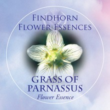 Grass of Parnassus Findhorn Flower Essence 15ml.