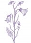 Harebell Findhorn Flower Essence 15ml.