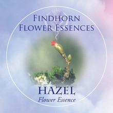 Hazel Findhorn Flower Essence 15ml.