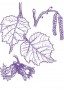 Mogyoró (Corylus avellana – Hazel) Findhorn Virágeszencia 15ml.