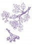 Galagonya (Crataegus – Holy Thorn) Findhorn Virágeszencia 15ml.