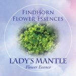 Lady's Mantle Findhorn Flower Essence 15ml.