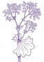 Palástfű (Alchemilla vulgaris – Lady's Mantle) Findhorn Virágeszencia 15ml.