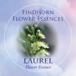 Portugál babérmeggy (Prunus lusitanica – Laurel) Findhorn Virágeszencia 15ml. KIFUTÓ TERMÉK!