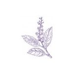 Portugál babérmeggy (Prunus lusitanica – Laurel) Findhorn Virágeszencia 15ml. KIFUTÓ TERMÉK!