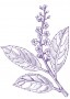 Portugál babérmeggy (Prunus lusitanica – Laurel) Findhorn Virágeszencia 15ml. KIFUTÓ TERMÉK!