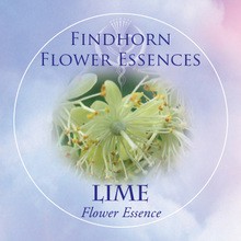 Lime  Findhorn Flower Essence 15ml.