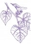 Hárs (Tilia platyphyllos – Lime) Findhorn Virágeszencia 15ml.