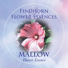 Mallow Findhorn Flower Essence 15ml.