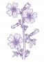 Erdei mályva (Malva sylvestris – Mallow) Findhorn Virágeszencia 15ml.