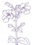 Bohócvirág(Mimulus guttatus – Monkey Flower) Findhorn Virágeszencia 15ml.