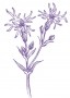 Réti kakukkszegfű (Lychnis flos-cuculi – Ragged Robin) Findhorn Virágeszencia 15ml.