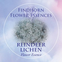 Reindeer Lichen Findhorn Flower Essence 15ml.