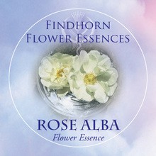 Fehér rózsa (Rosa alba – Rose Alba) Findhorn Virágeszencia 15ml.