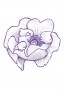 Rose alba Findhorn Flower Essence 15ml.
