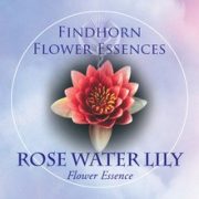   Tündérrózsa (Nymphaea – Rose Water Lily) Findhorn Virágeszencia 15ml.