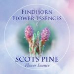 Erdeifenyő (Pinus sylvestris – Scots Pine) Findhorn Virágeszencia 15ml. KIFUTÓ TERMÉK!