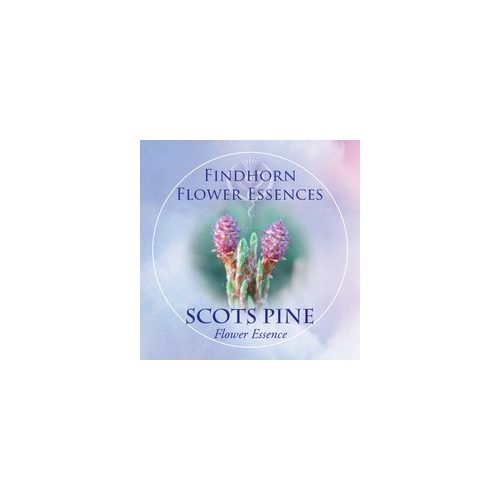Scots Pine Findhorn Flower Essence 15ml.