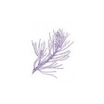 Erdeifenyő (Pinus sylvestris – Scots Pine) Findhorn Virágeszencia 15ml. KIFUTÓ TERMÉK!