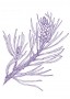 Scots Pine Findhorn Flower Essence 15ml.