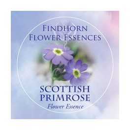   Kankalin (Primula Scotica – Scottish Primrose) Findhorn Virágeszencia 15ml. KIFUTÓ TERMÉK!