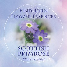 Scottish Primrose Findhorn Flower Essence 15ml.