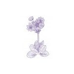 Kankalin (Primula Scotica – Scottish Primrose) Findhorn Virágeszencia 15ml. KIFUTÓ TERMÉK!