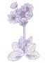 Kankalin (Primula Scotica – Scottish Primrose) Findhorn Virágeszencia 15ml.