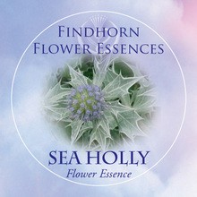 Iringó (Eryngium maritimum – Sea Holly) Findhorn Virágeszencia 15ml.