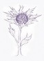 Sea Holly Findhorn Flower Essence 15ml.