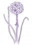 Pázsitszegfű (Armeria maritima – Sea Pink) Findhorn Virágeszencia 15ml.
