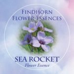 Tengeri mustár (Cakile maritima – Sea Rocket) Findhorn Virágeszencia 15ml. KIFUTÓ TERMÉK!