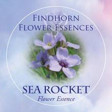Sea Rocket Findhorn Flower Essence 15ml.