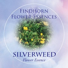 Silverweed Findhorn Flower Essence 15ml.