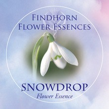 Hóvirág (Galanthus nivalis – Snowdrop) Findhorn Virágeszencia 15ml.