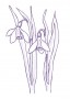 Hóvirág (Galanthus nivalis – Snowdrop) Findhorn Virágeszencia 15ml. KIFUTÓ TERMÉK!