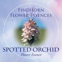 Spotted Orchid Findhorn Flower Essence 15ml.