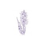 Spotted Orchid Findhorn Flower Essence 15ml.
