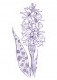 Kosbor (Dactylorhiza fuchsii – Spotted Orchid) Findhorn Virágeszencia 15ml.
