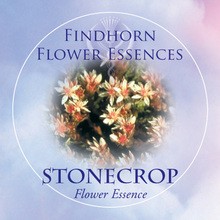 Stonecrop Findhorn Flower Essence 15ml.