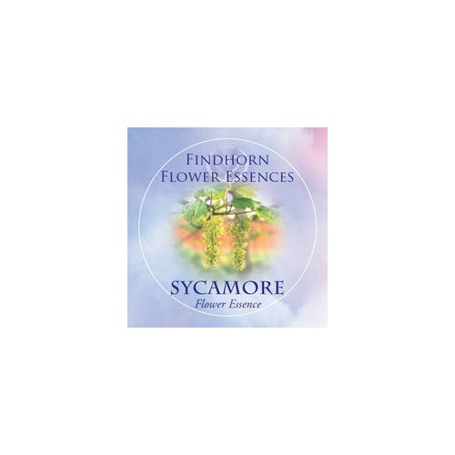 Sycamore Findhorn Flower Essence 15ml.