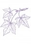 Juhar (Acer pseudoplatanus – Sycamore) Findhorn Virágeszencia 15ml.
