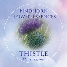 Thistle Findhorn Flower Essence 15ml.
